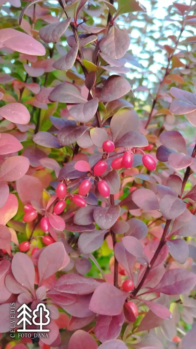 Berberis thunbergii   'Red Rocket'